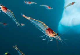 跨境進(jìn)口保健品魚油OUT了？磷蝦油成為進(jìn)口保健品市場紅利新寵